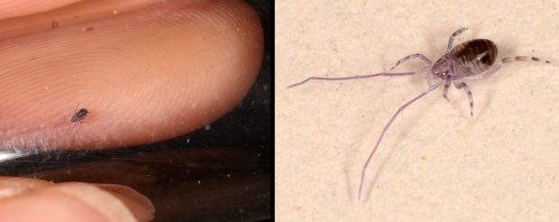 opilioacarid with fingers for scale and tapetum compilation16 Feb 2014