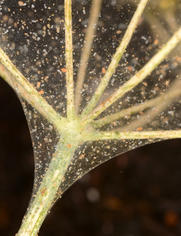 spider mites on dill from greenhouse Aug 2014