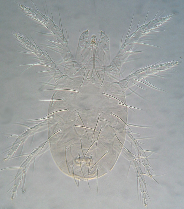 Tetranychus urticae from dill 22 Aug 2014 body