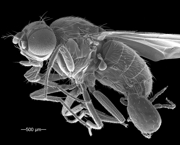 Scanning electron micrograph of a Drosophila hydei carrying a female Macrocheles muscaedomesticae (image by HP)