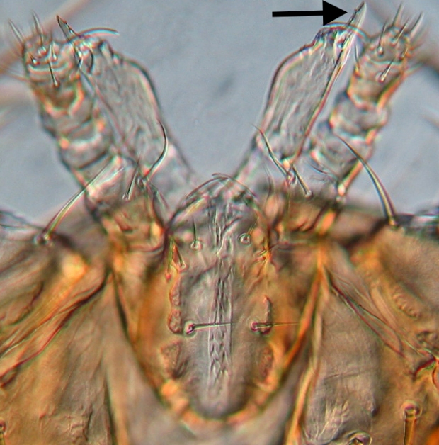 Euvarroa chelicera